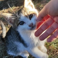 Çok duru, çok güzel bir kedi. 🥰