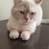 Cins kedi..