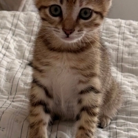 🐾 YUVA A..