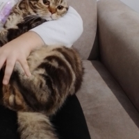Kısır ve..