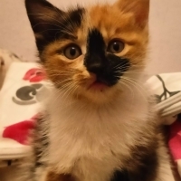 calico ci..