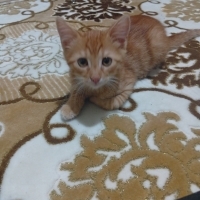 Hareketli..