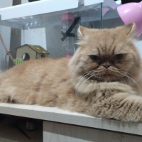 İran kedi..