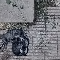 Bahçede s..