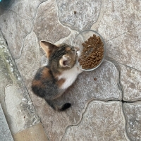 Anneleri..