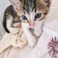 SOFİ YUVA..