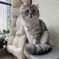 Cana yaki..