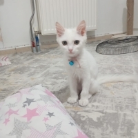 Ev kedisi..
