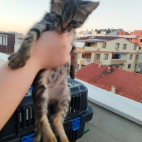 45 günlük..