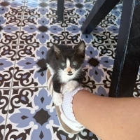 Dünya tat..