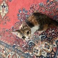 Bu güzel..