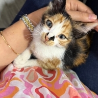 🐾 Bu küç..