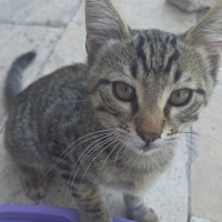 Miniğimiz..
