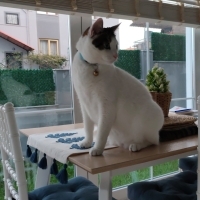 Zeka Küpü..