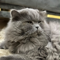 British longhair dişi uyumlu