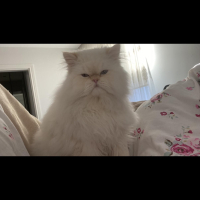 iran kedi..