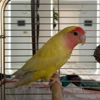 AÇIKLAMAY..