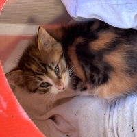 Calico mi..