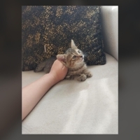 Dünya Tat..