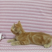 Çok oyunc..
