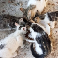 Acil sahiplendirmek istiyoruz