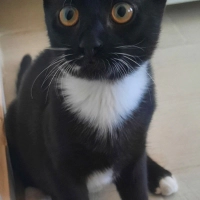 Tatlı ve..