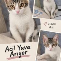 Diyarbakı..