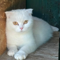 Sokağa Atılmış Hamile Scottish Fold'a Acil Geçici/Kalıcı Yuva Aranıyor