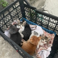 7 KARDEŞE..