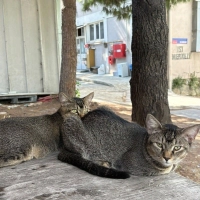 Sokağa at..