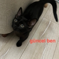 NİNJANIN..