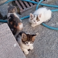 DİŞİ VE E..