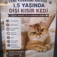 Cok masum..