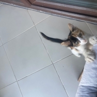 Sokakta bulduğum yavru kedi