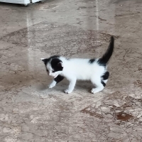 Tuxedo (s..