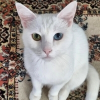 6 yaşında erkek kısır van kedisi