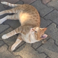 Sokakları..