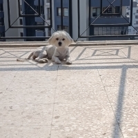 Sadece Adana içi(Ücretsiz)