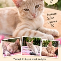 🐾 3 Aylı..