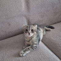 Çok oyunc..