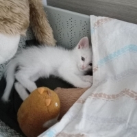 Kedi sahi..