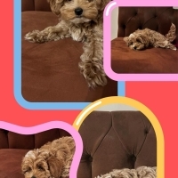 Maltipoo küçük ırk yavru köpek acil yuva arıyor