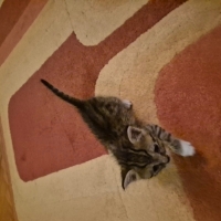 Bir aylık tekir kedi yuva arıyor..