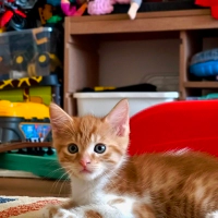 Çok harek..