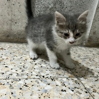 Acil ömür..