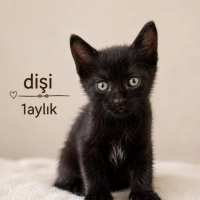 1 AYLIK B..