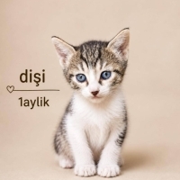 1 AYLIK T..