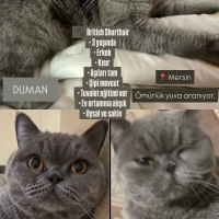 Duman 3ya..