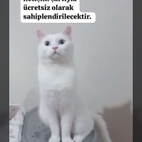 Ankaralı..