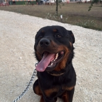 Rottweile..